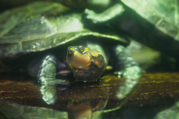 Spotted turtles are a very small turtle species that usually reach a maximum shell length of 4.5 inches in the Paris zoologic park, formerly known as the Bois de Vincennes