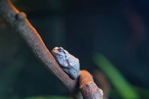 istock The Carthaginian tree frog (Hyla carthaginiensis) in the Paris zoologic park, 1671984553