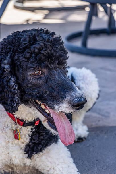 istock Black and White Parti Poodle resting with tongue out 1671985077