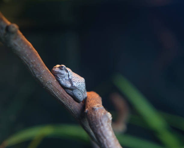istock The Carthaginian tree frog (Hyla carthaginiensis) in the Paris zoologic park 1671986676