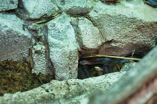 The common European adder camouflage between rocks in the Paris zoologic park, formerly known as the Bois de Vincennes, 12th arrondissement of Paris, which covers an area of 14.5 hectares