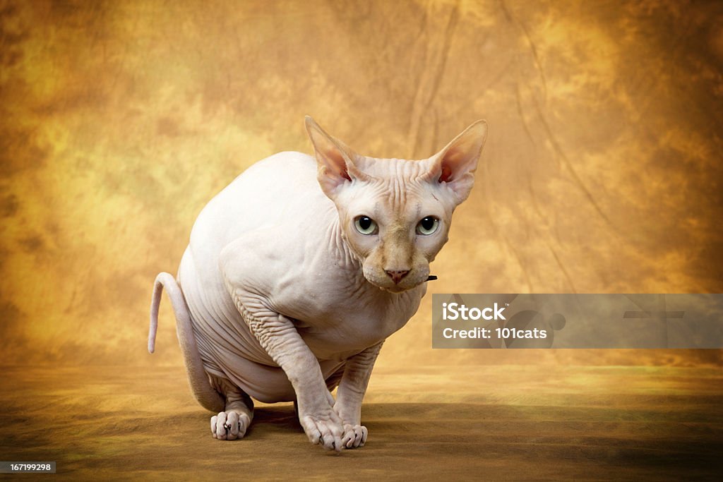 sphynx cat Sphynx Hairless Cat Stock Photo