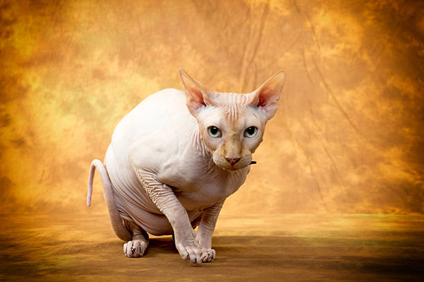 sphynx cat sphynx cat sphynx hairless cat stock pictures, royalty-free photos & images