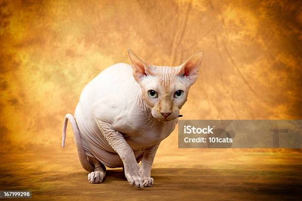 Sphynx Cat Stock Photo - Download Image Now - Sphynx Hairless Cat, Domestic Cat, Shaved Head