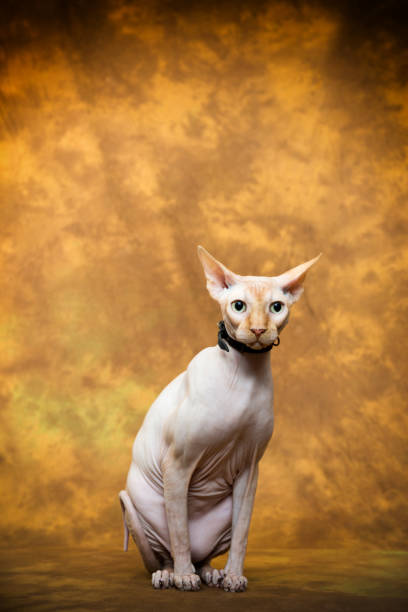 gato esfinge al - animales feos fotografías e imágenes de stock