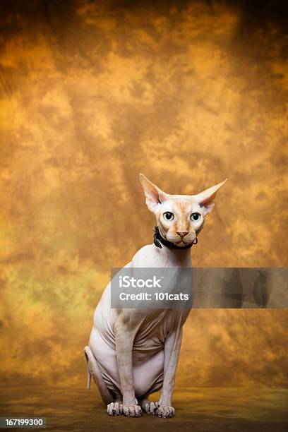 Gato Esfinge - Fotografias de stock e mais imagens de Gato domesticado - Gato domesticado, Cabeça Raspada, Fealdade