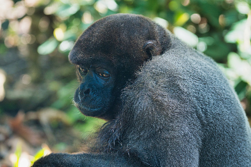 Silverback male and young Mountain gorilla, Gorilla gorilla beringei, Volcanoes National Park,  Rwanda. Virunga Mountain Range.