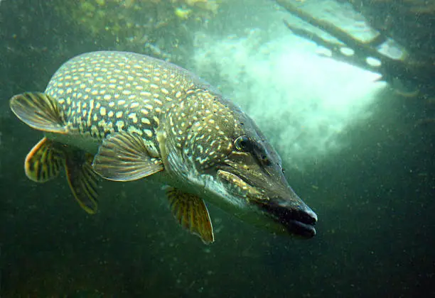 Underwater photo of a big Northern Pike (Esox Lucius).