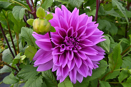 Dahlia flower and bud 2, September