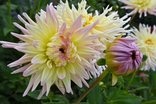istock Dahlia flower and bud 1672007592