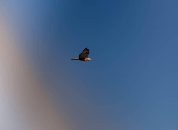 istock The flight of the eagle in the steppe 1672009206