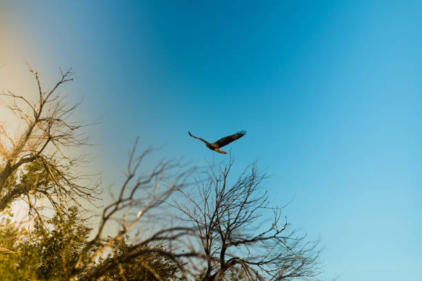 The flight of the eagle in the steppe