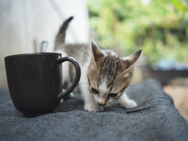littlekitten with easyway to hold on and feel stun action