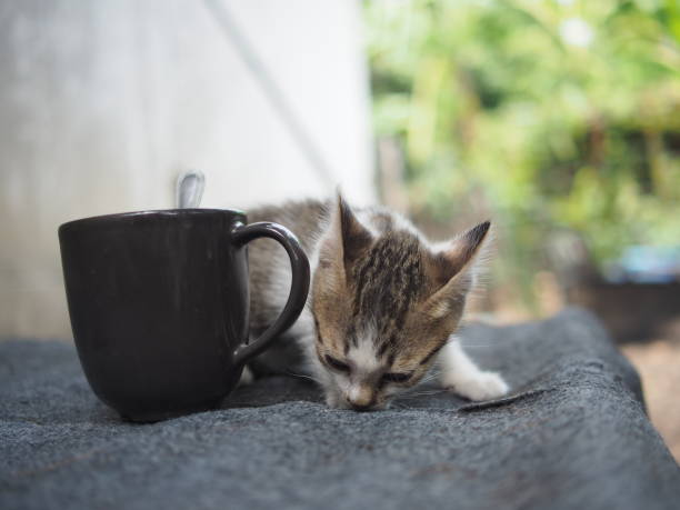 istock littlekitten with easyway to hold on and feel stun action 1672011871