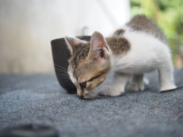 istock littlekitten with easyway to hold on and feel stun action 1672011876