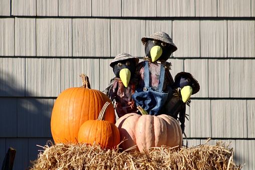 An autumn scene with bales of hay, scarecrows, pumpkins, and gourds.