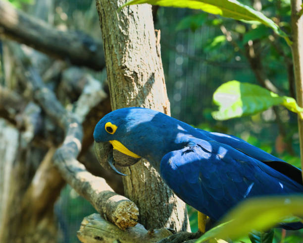 istock The hyacinth macaw in the Paris zoologic park 1672017272