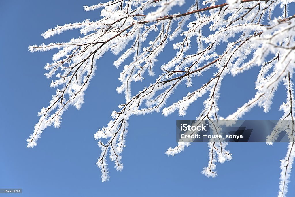 tree branch überdachte mit Raureif frost - Lizenzfrei Ast - Pflanzenbestandteil Stock-Foto