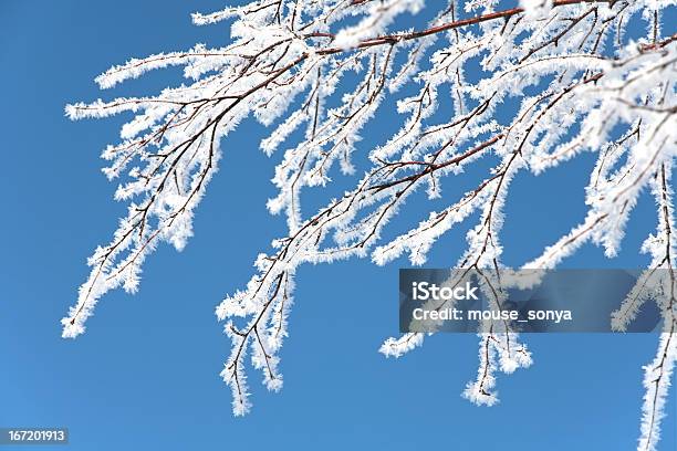 Tree Branch Überdachte Mit Raureif Frost Stockfoto und mehr Bilder von Ast - Pflanzenbestandteil - Ast - Pflanzenbestandteil, Baum, Bildhintergrund