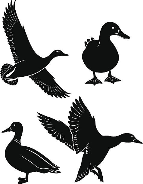 duck - erpel stock-grafiken, -clipart, -cartoons und -symbole