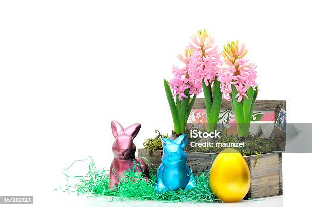 Hyacinths - Fotografie stock e altre immagini di Capolino - Capolino, Colore verde, Composizione orizzontale