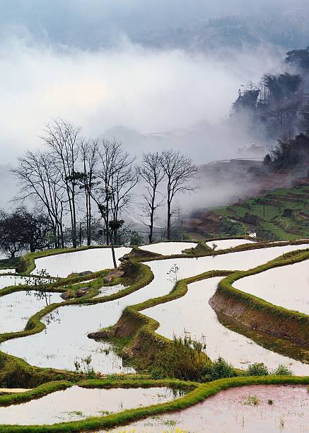 terrasse champs et de nuages - agriculture artificial yunnan province china photos et images de collection