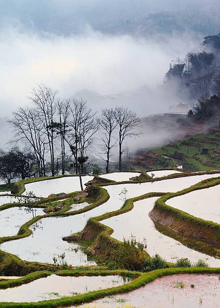 szeregową pola i chmury - agriculture artificial yunnan province china zdjęcia i obrazy z banku zdjęć