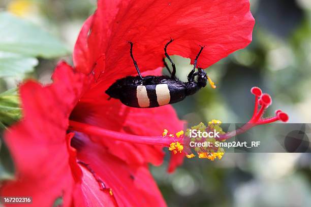 Photo libre de droit de African Ampoule Coléoptère Nourrir Sur Hibiscus banque d'images et plus d'images libres de droit de Afrique - Afrique, Aliment, Ampoule