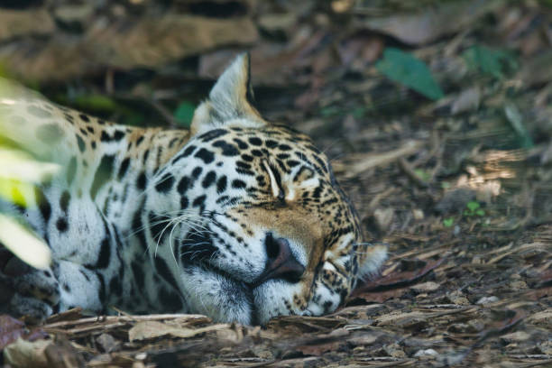 A female Jaguar, Panthera onca, lying down on a sandy riverbank in the Pantanal Wetlands, of Brazil.