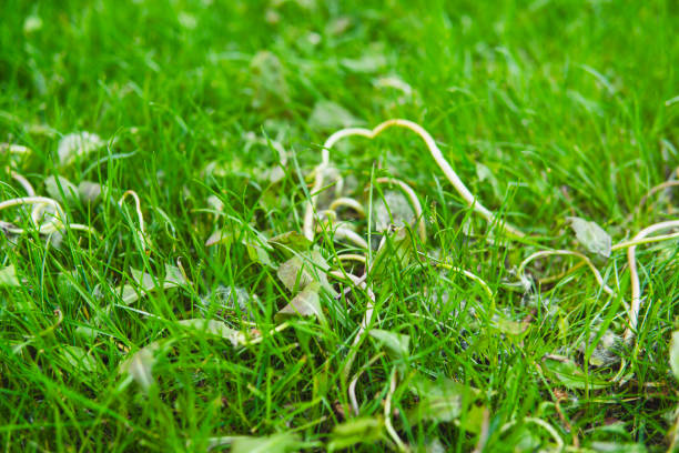 istock dead weeds after applying herbicide on a grass lawn 1672029107