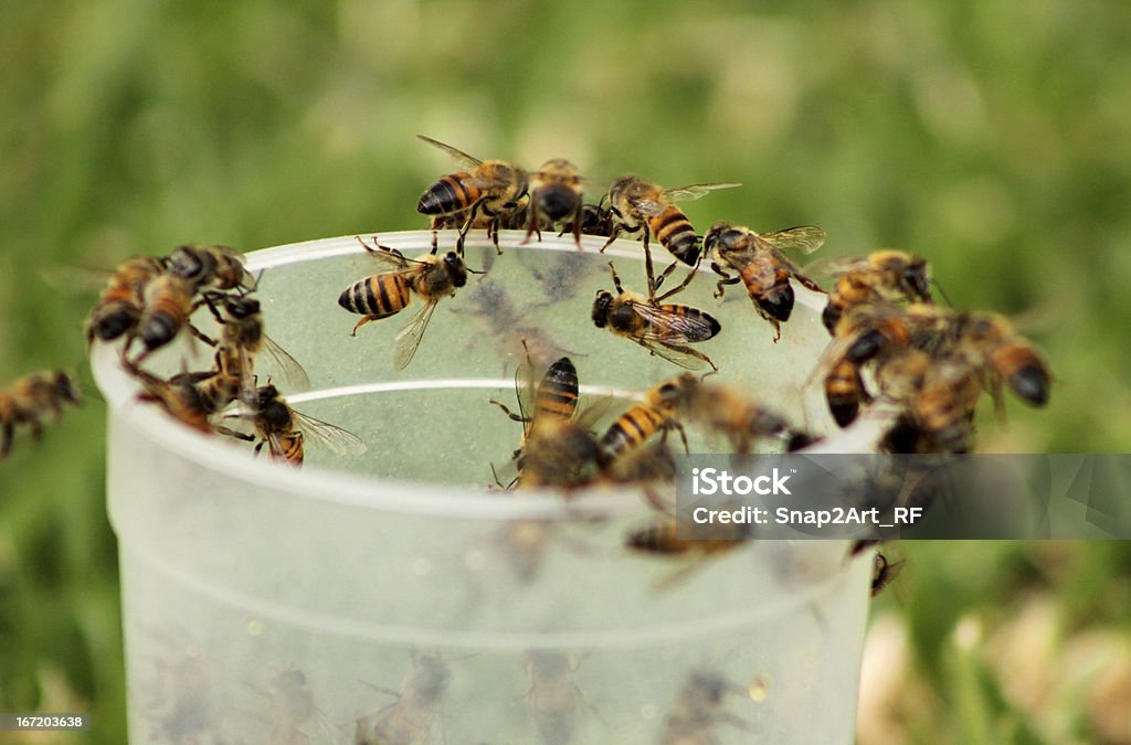 Obraz Afryki pszczół miodnych na szkle - Zbiór zdjęć royalty-free (Afryka)