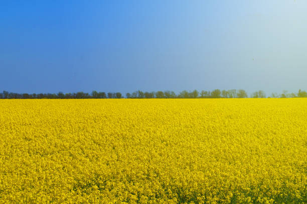 istock Yellow flowering rapeseed field on a sunny day 1672037241