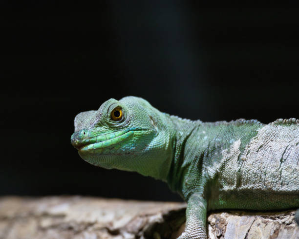 istock The plumed basilisk in the Paris zoologic park 1672038336