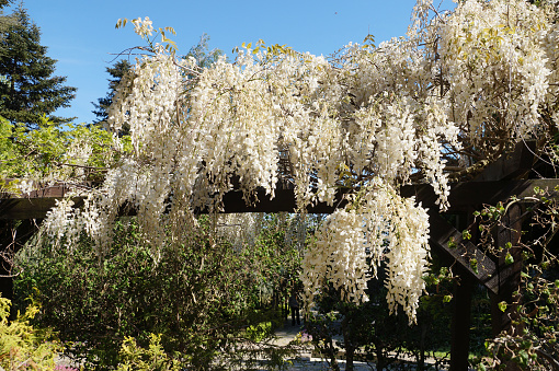 White blooming wisteria in the park in sunlight close-up