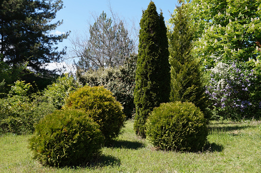Topiary art in park design. Trimmed trees and shrubs in a summer city park. Evergreen landscape park.