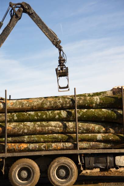 istock Tree logging for supply in the Lumber Industry 1672043256
