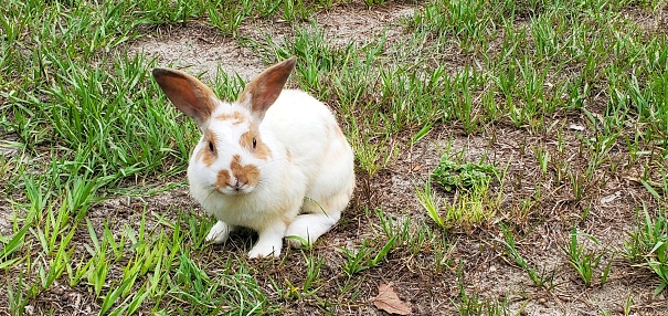 Cute Bunny Rabbit Outdoors in the Grass