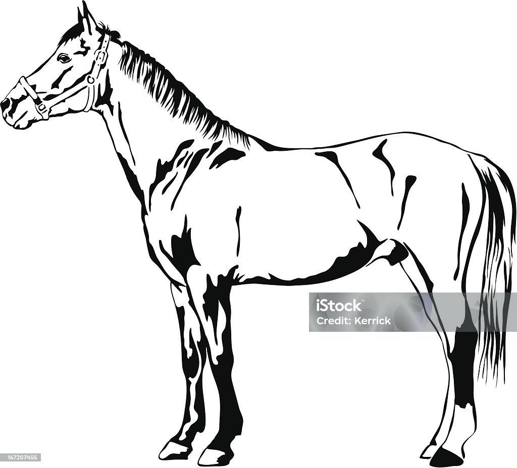 Bianco e nero vettoriale illustra di cavallo - arte vettoriale royalty-free di Animale