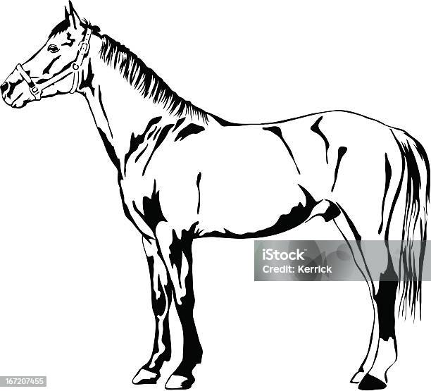 Bianco E Nero Vettoriale Illustra Di Cavallo - Immagini vettoriali stock e altre immagini di Animale - Animale, Animale da compagnia, Cavallo - Equino