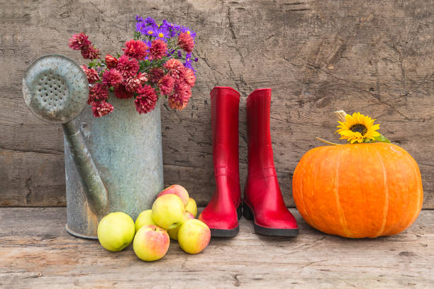 istock Autumn gardening concept; 1672074712