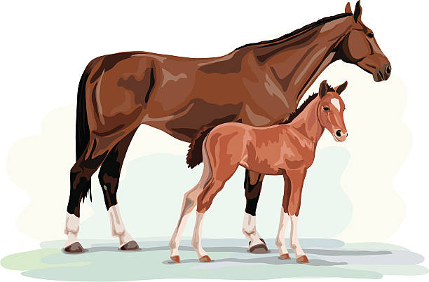 Warmblood mare and foal vector art illustration