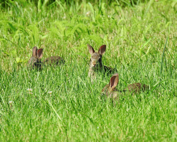 istock Eastern Cottontail Juvenile Baby Bunny Rabbits 1672075057