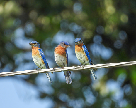 Eastern Bluebird (Sialia sialis) on a Wire Composite Photography