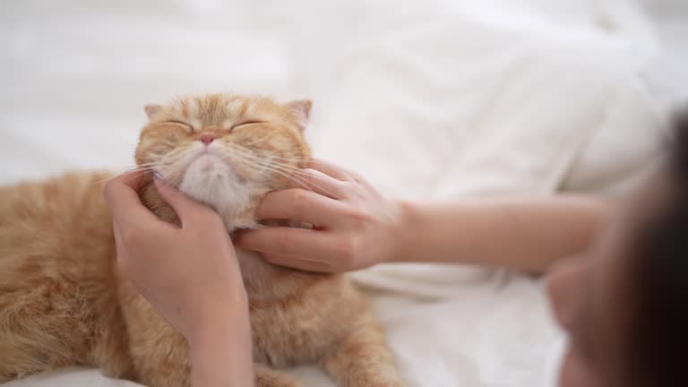 Beautiful Asian woman spends her free time playing with a cute little kitten in her bedroom at home.