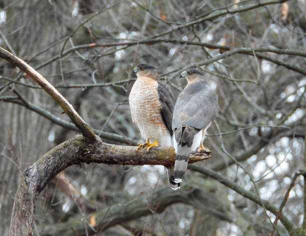 istock Cooper's Hawk (Accipiter cooperii) North American Bird of Prey 1672075151