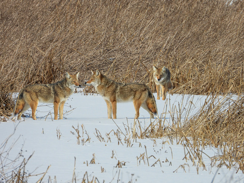 Wild coyotes hunting in the extreme winter terrain of Rocky Mountain National Park near Estes Park, Colorado USA.