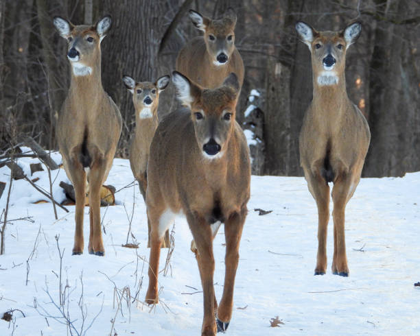 istock White Tailed Deer North American Mammal 1672075270