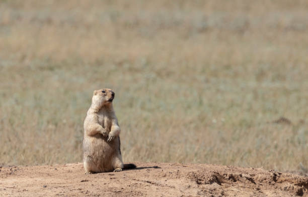 istock gopher in the steppe stands on its hind legs 1672075337