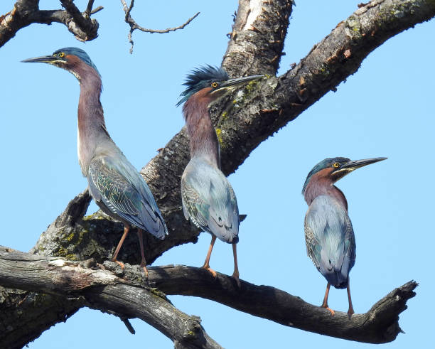 istock Green Heron (Butorides virescens) North American Wading Bird on a Branch 1672075360
