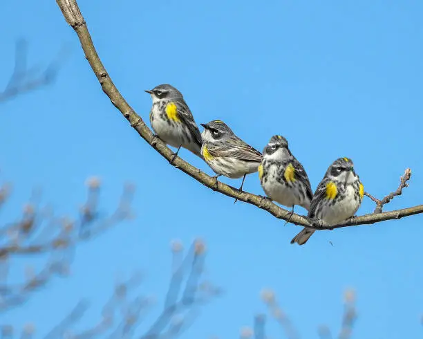 Photo of Yellow-rumped Warbler (Setophaga coronata) North American Bird